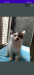 Traditional persian cat